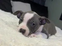 Piglet, a female Jack Russell Terrier and Staffordshire Bull Terrier for sale in Choctaw, OK – 7 of 10