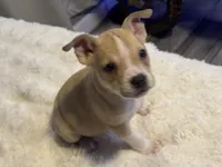 Latte, a female Jack Russell Terrier and Staffordshire Bull Terrier for sale in Choctaw, OK – 8 of 10