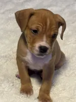 Ryder, a male Jack Russell Terrier and Staffordshire Bull Terrier for sale in Choctaw, OK – 7 of 10
