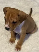 Ryder, a male Jack Russell Terrier and Staffordshire Bull Terrier for sale in Choctaw, OK – 4 of 10