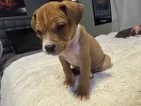 Ryder, a male Jack Russell Terrier and Staffordshire Bull Terrier for sale in Choctaw, OK – 2 of 10