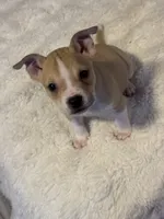 Latte, a female Jack Russell Terrier and Staffordshire Bull Terrier for sale in Choctaw, OK – 6 of 10