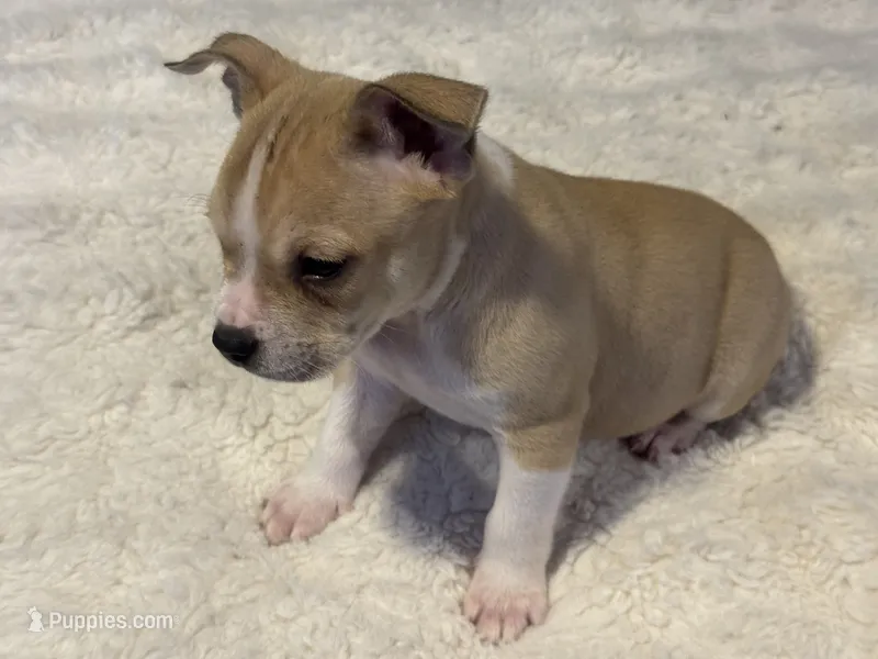 Latte – Jack Russell Terrier, Staffordshire Bull Terrier puppy for sale in Choctaw, OK