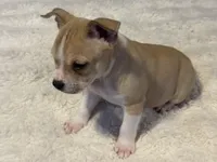 Latte, a female Jack Russell Terrier and Staffordshire Bull Terrier for sale in Choctaw, OK – 1 of 10