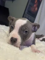Piglet, a female Jack Russell Terrier and Staffordshire Bull Terrier for sale in Choctaw, OK – 8 of 10