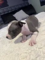 Piglet, a female Jack Russell Terrier and Staffordshire Bull Terrier for sale in Choctaw, OK – 6 of 10