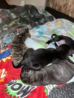 Black Brindle Girl, a female American Pit Bull Terrier and Cane Corso for sale in Lincoln Park, MI – 3 of 6