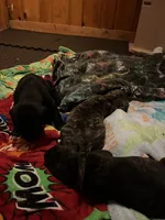 Brindle Male, a male American Pit Bull Terrier and Cane Corso for sale in Lincoln Park, MI – 5 of 5