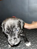 Black with white paws Male, a male American Pit Bull Terrier and Cane Corso for sale in Lincoln Park, MI – 3 of 4