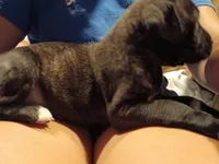 Black Brindle Girl, a female American Pit Bull Terrier and Cane Corso for sale in Lincoln Park, MI – 2 of 6