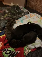 Black Brindle Girl, a female American Pit Bull Terrier and Cane Corso for sale in Lincoln Park, MI – 4 of 6