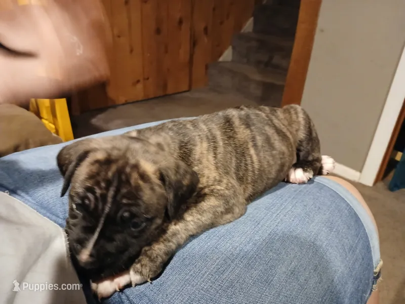 Brindle Male – American Pit Bull Terrier, Cane Corso puppy for sale in Lincoln Park, MI