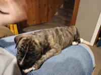 Brindle Male, a male American Pit Bull Terrier and Cane Corso for sale in Lincoln Park, MI – 1 of 5