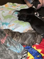 Black with white paws Male, a male American Pit Bull Terrier and Cane Corso for sale in Lincoln Park, MI – 4 of 4