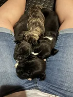 Black Brindle Girl, a female American Pit Bull Terrier and Cane Corso for sale in Lincoln Park, MI – 6 of 6