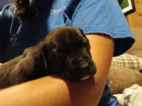 Black Brindle Girl, a female American Pit Bull Terrier and Cane Corso for sale in Lincoln Park, MI – 1 of 6
