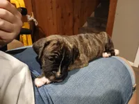 Brindle Male, a male American Pit Bull Terrier and Cane Corso for sale in Lincoln Park, MI – 2 of 5