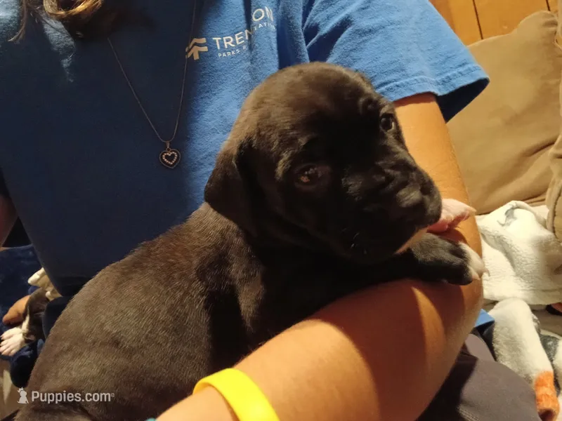 Black with white paws Male – American Pit Bull Terrier, Cane Corso puppy for sale in Lincoln Park, MI