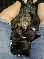 Black Brindle Girl, a female American Pit Bull Terrier and Cane Corso for sale in Lincoln Park, MI – 5 of 6