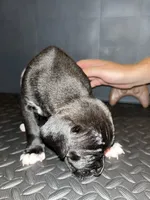 Black with white paws Male, a male American Pit Bull Terrier and Cane Corso for sale in Lincoln Park, MI – 2 of 4