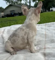 Stella rose , a female French Bulldog for sale in Victoria, TX – 5 of 9