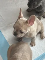 Stella rose , a female French Bulldog for sale in Victoria, TX – 8 of 9
