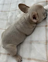 Henry, a male French Bulldog for sale in Victoria, TX – 4 of 7