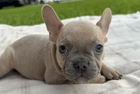 Henry, a male French Bulldog for sale in Victoria, TX – 1 of 7