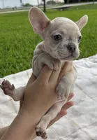 Stella rose , a female French Bulldog for sale in Victoria, TX – 3 of 9