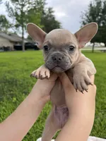 Henry, a male French Bulldog for sale in Victoria, TX – 6 of 7
