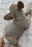 Henry, a male French Bulldog for sale in Victoria, TX – 3 of 7