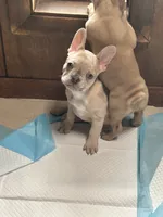 Stella rose , a female French Bulldog for sale in Victoria, TX – 2 of 9