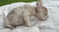 Stella rose , a female French Bulldog for sale in Victoria, TX – 4 of 9