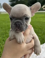 Hank , a male French Bulldog for sale in Victoria, TX – 5 of 9