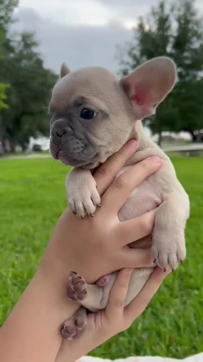 Hank , a male French Bulldog for sale in Victoria, TX – 3 of 9