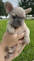 Hank , a male French Bulldog for sale in Victoria, TX – 2 of 9