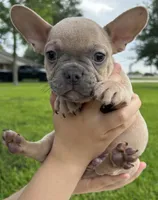 Henry, a male French Bulldog for sale in Victoria, TX – 2 of 7