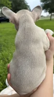 Hank , a male French Bulldog for sale in Victoria, TX – 7 of 9
