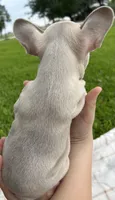 Hank , a male French Bulldog for sale in Victoria, TX – 8 of 9