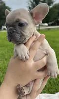 Hank , a male French Bulldog for sale in Victoria, TX – 6 of 9