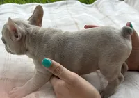Oliver, a male French Bulldog for sale in Victoria, TX – 3 of 5