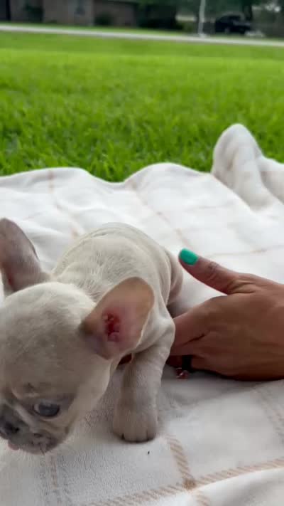 Oliver, a male French Bulldog for sale in Victoria, TX – 5 of 5