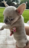 Oliver, a male French Bulldog for sale in Victoria, TX – 4 of 5
