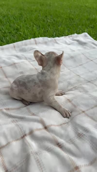 Stella rose , a female French Bulldog for sale in Victoria, TX – 9 of 9