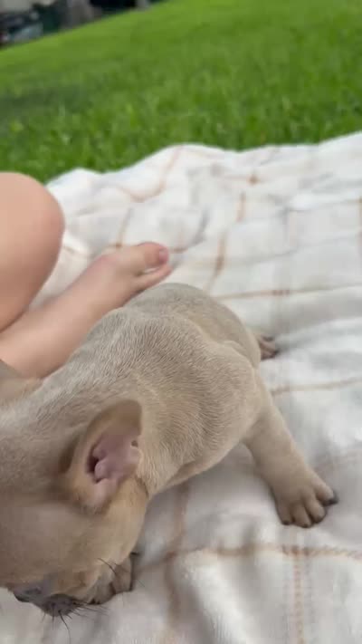 Henry, a male French Bulldog for sale in Victoria, TX – 7 of 7