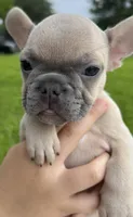 Hank , a male French Bulldog for sale in Victoria, TX – 4 of 9