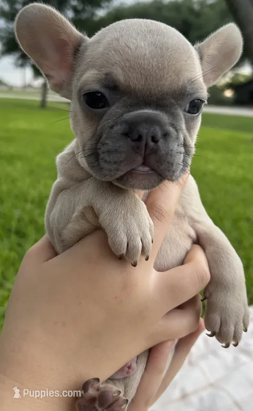 Hank  – French Bulldog puppy for sale in Victoria, TX