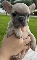 Hank , a male French Bulldog for sale in Victoria, TX – 1 of 9