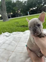 Oliver, a male French Bulldog for sale in Victoria, TX – 2 of 5