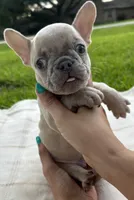 Oliver, a male French Bulldog for sale in Victoria, TX – 1 of 5